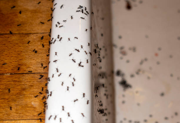 Wildlife Control Services in Bogota, NJ